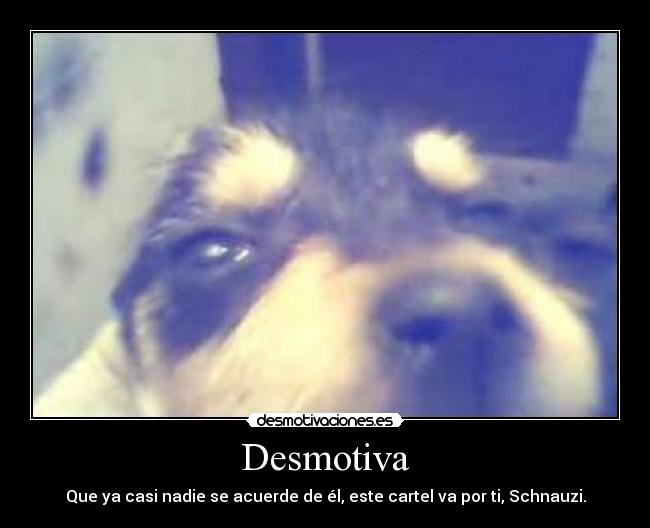 carteles schnauzi desmotiva asesino knino malparido por los animales desmotivaciones