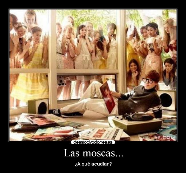 Las moscas... - ¿A qué acudían?