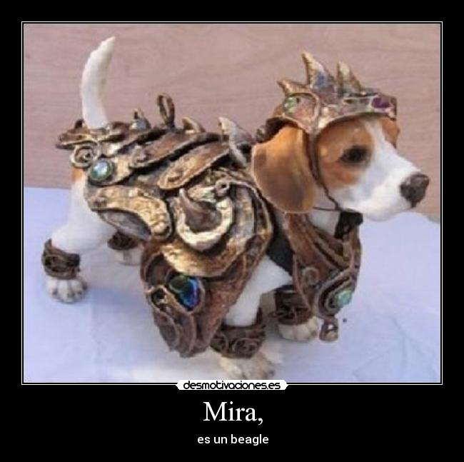 Mira, - es un beagle