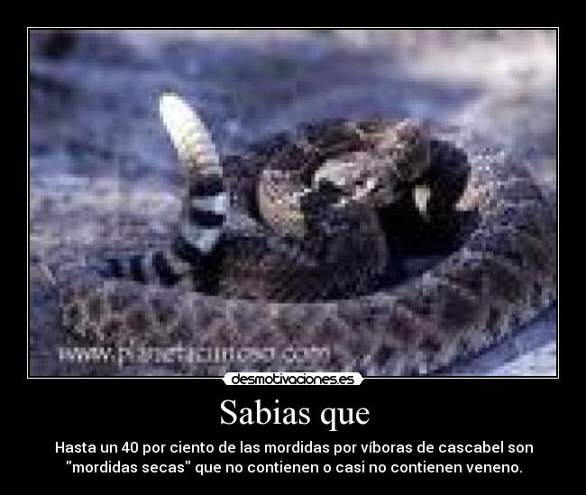 Sabias que - Hasta un 40 por ciento de las mordidas por víboras de cascabel son
mordidas secas que no contienen o casi no contienen veneno.