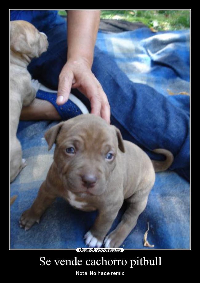 Se vende cachorro pitbull - Nota: No hace remix