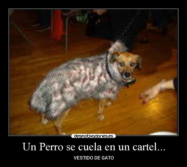 Un Perro se cuela en un cartel... - VESTIDO DE GATO