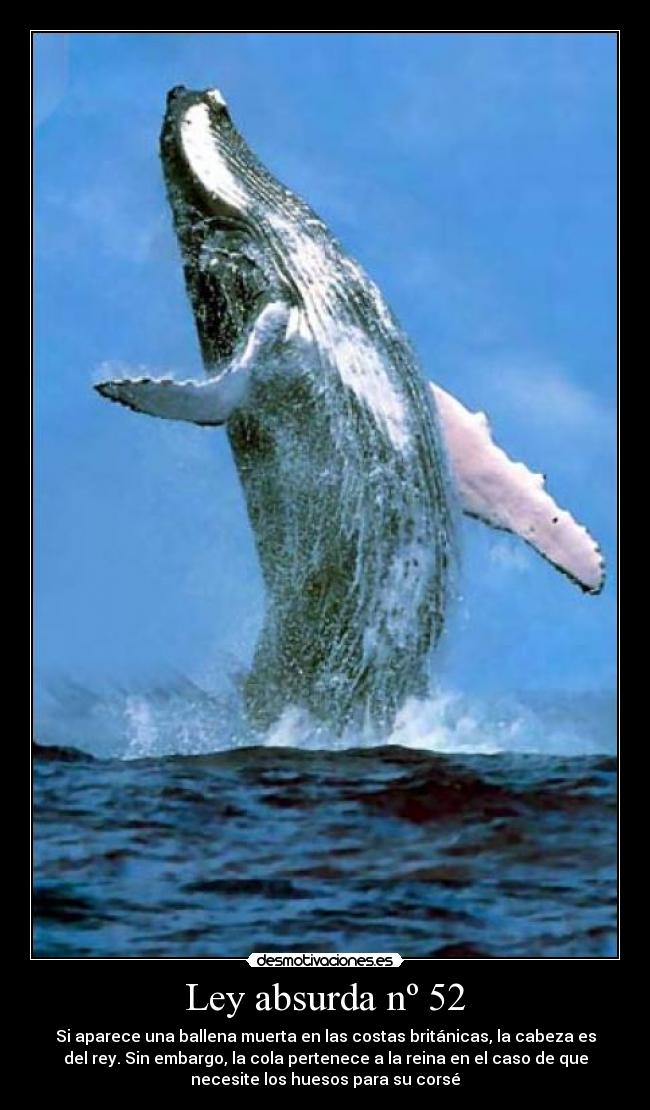Ley absurda nº 52 - 