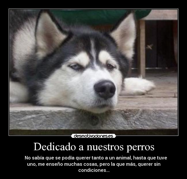 Dedicado a nuestros perros - 