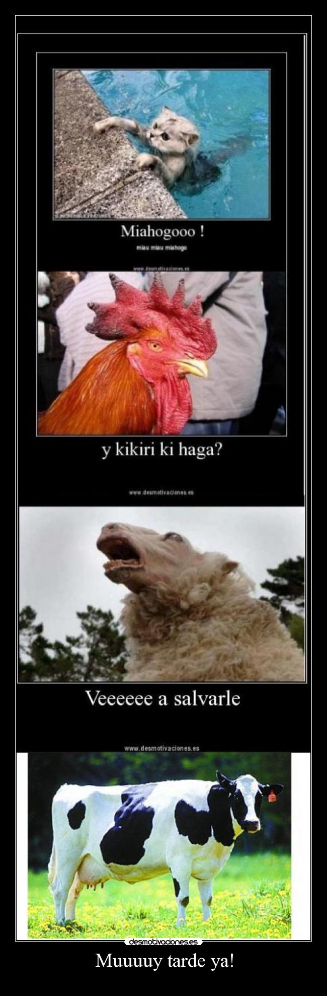 carteles vacaoveja gallo desmotivaciones