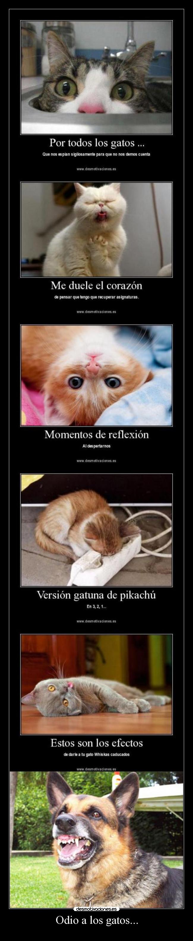 Odio a los gatos... -