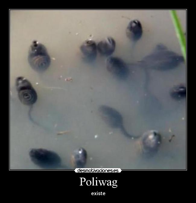 Poliwag - 