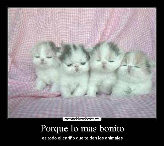 Porque lo mas bonito - 