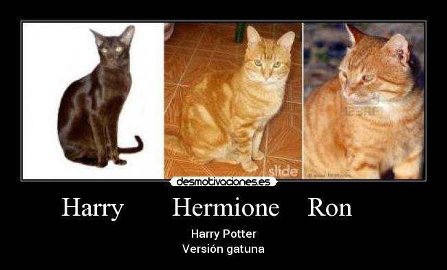 Harry Hermione Ron -