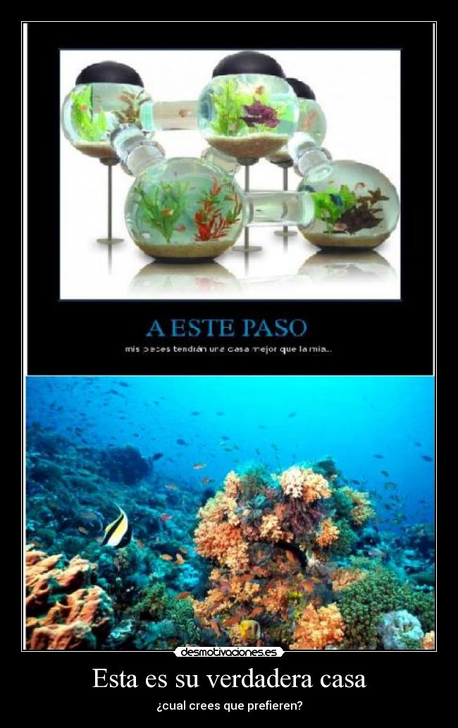 Esta es su verdadera casa - 