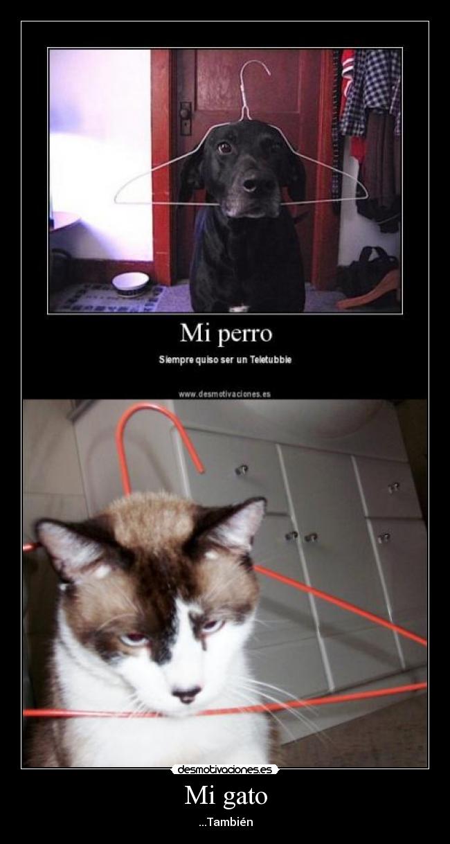 Mi gato - ...También