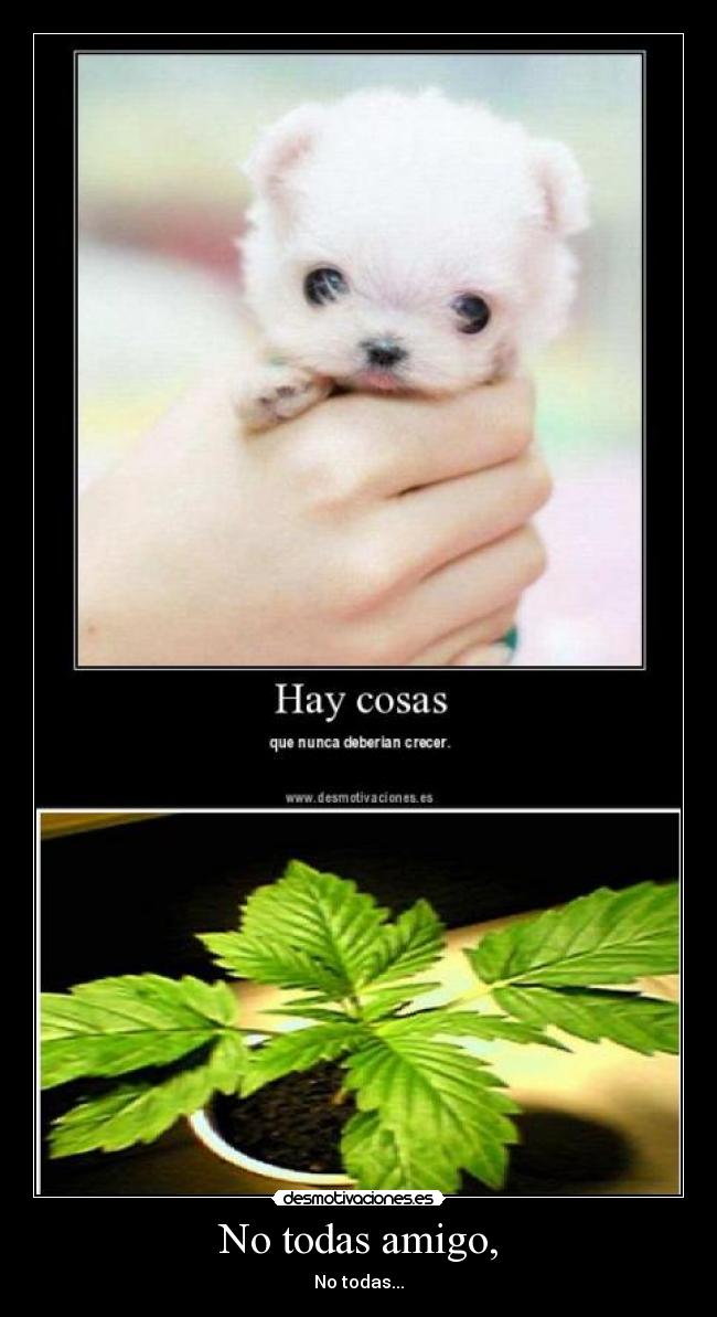 No todas amigo, - No todas...