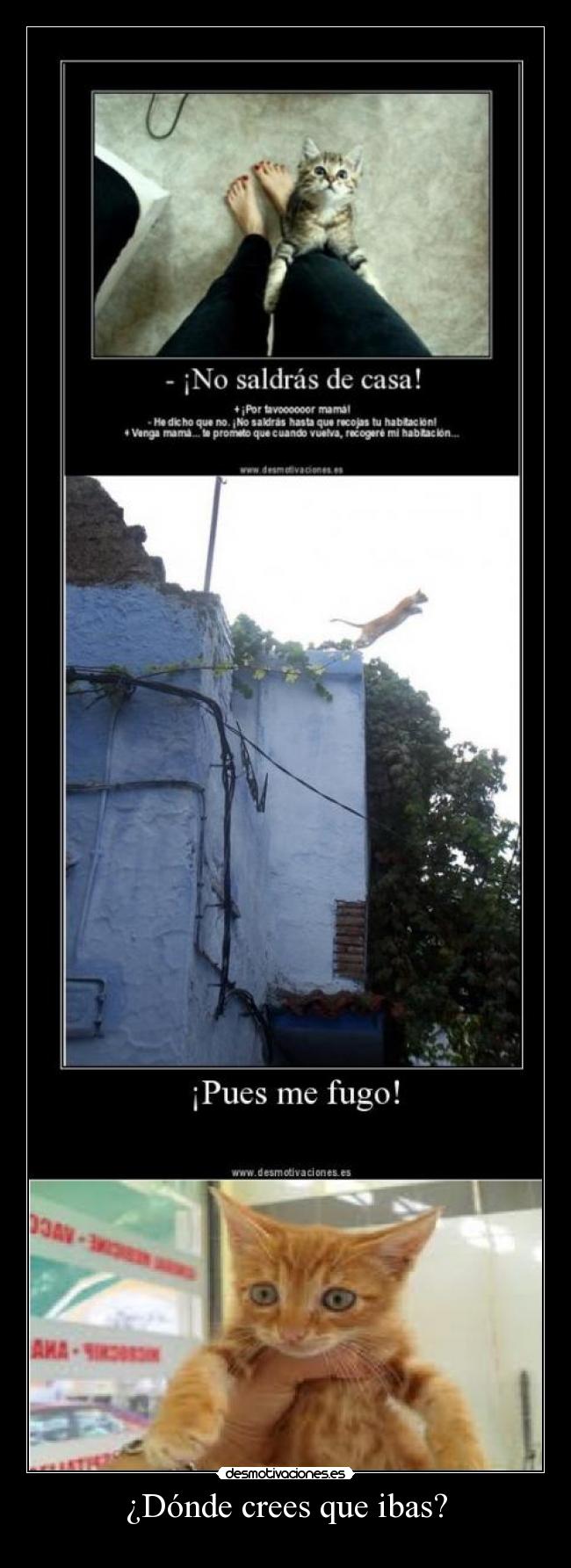 ¿Dónde crees que ibas? -