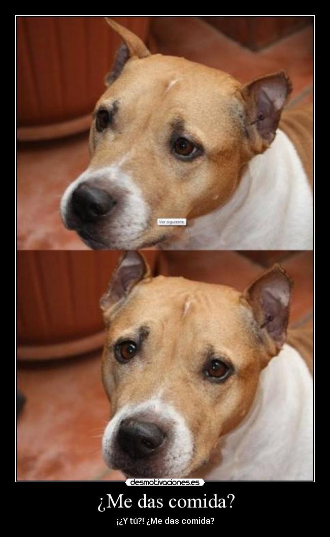 ¿Me das comida? - ¡¿Y tú?! ¿Me das comida?