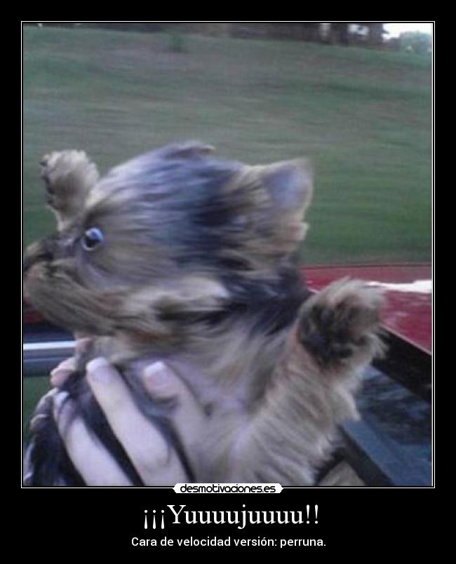 ¡¡¡Yuuuujuuuu!! - Cara de velocidad versión: perruna.