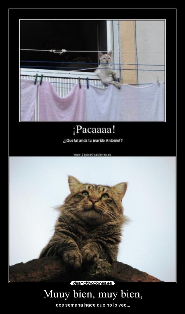Muuy bien, muy bien, -