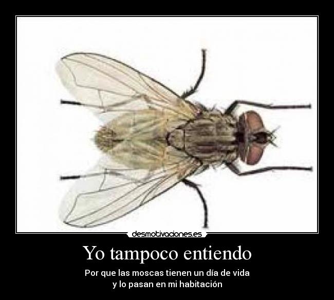 Yo tampoco entiendo - Por que las moscas tienen un día de vida
y lo pasan en mi habitación