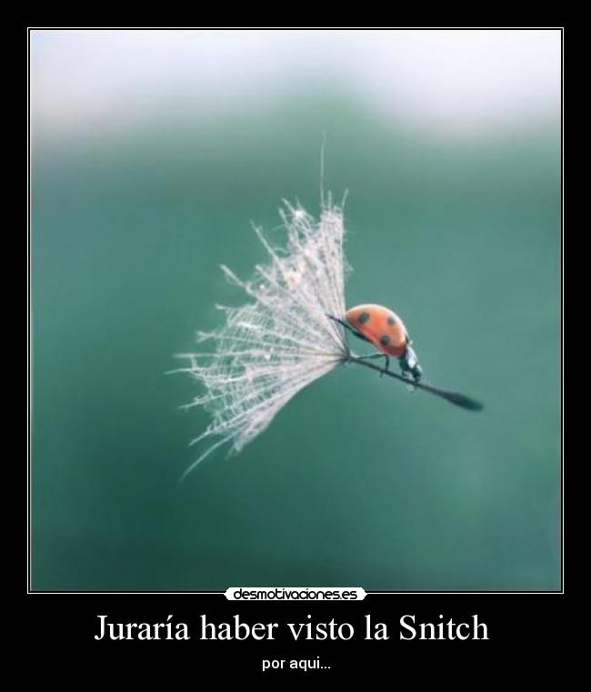 Juraría haber visto la Snitch  - por aqui...