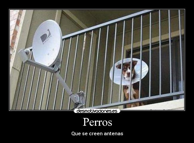 Perros - 