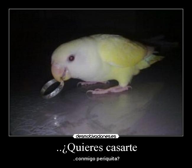 ..¿Quieres casarte - ..conmigo periquita?