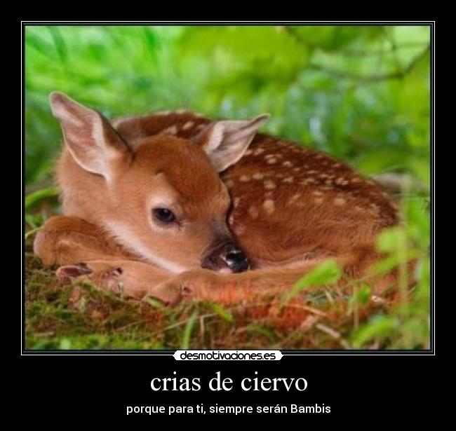 crias de ciervo -