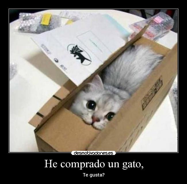 He comprado un gato, -