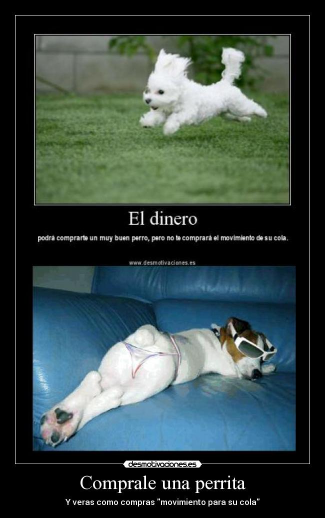 Comprale una perrita - Y veras como compras movimiento para su cola