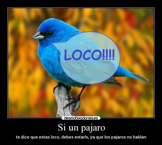 Si un pajaro -