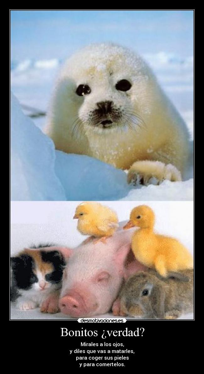 Bonitos ¿verdad? - Mirales a los ojos,
y diles que vas a matarles,
para coger sus pieles
y para comertelos.