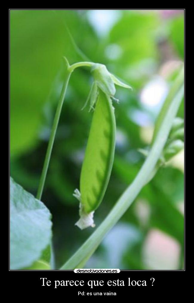 Te parece que esta loca ? - Pd: es una vaina