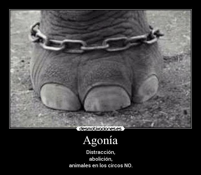 Agonía - Distracción,
abolición,
animales en los circos NO.