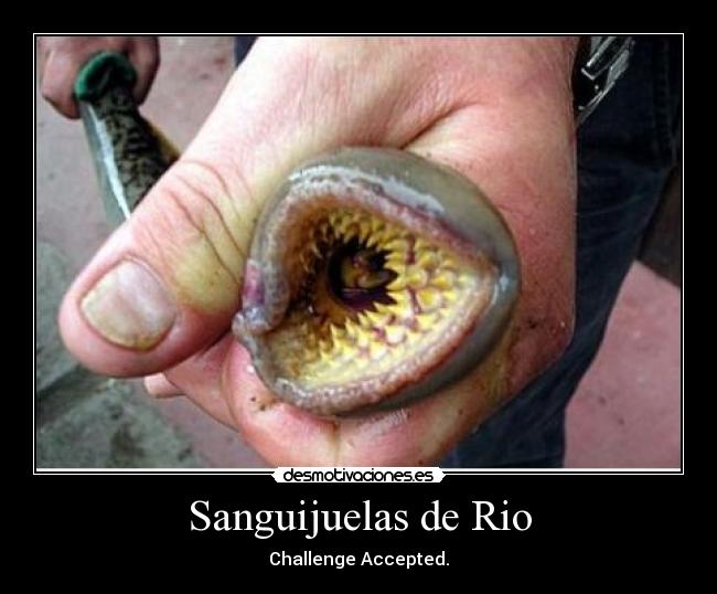 Sanguijuelas de Rio - 