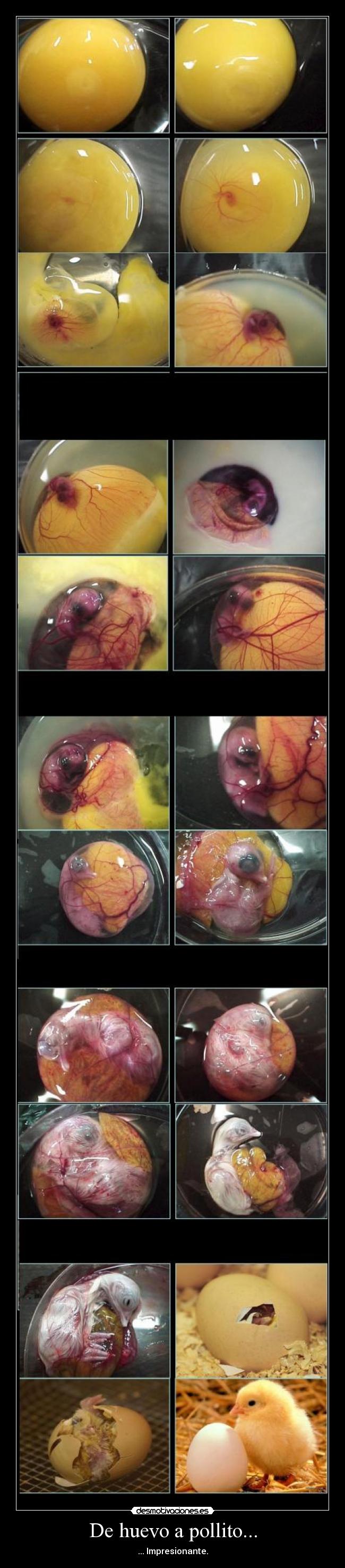 De huevo a pollito... -