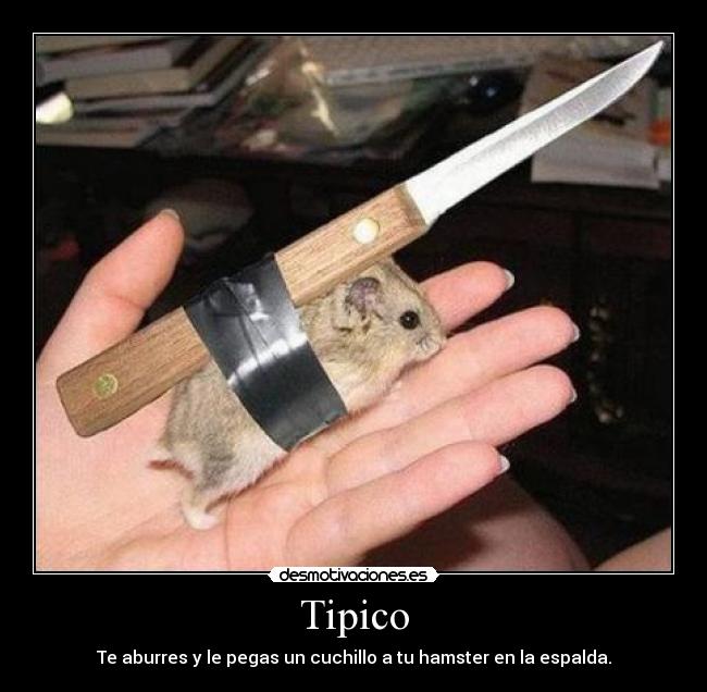 Tipico - Te aburres y le pegas un cuchillo a tu hamster en la espalda.