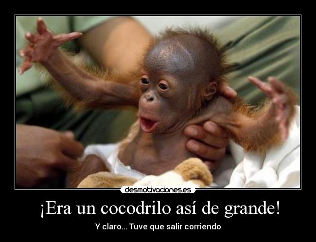 ¡Era un cocodrilo así de grande! - 