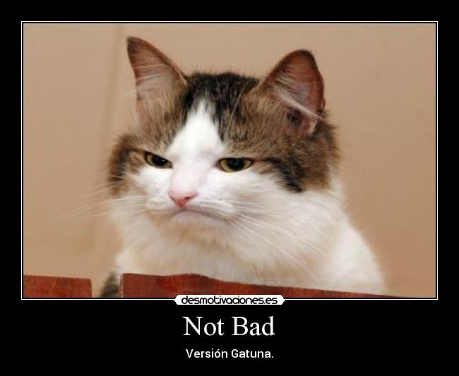 Not Bad - Versión Gatuna.
