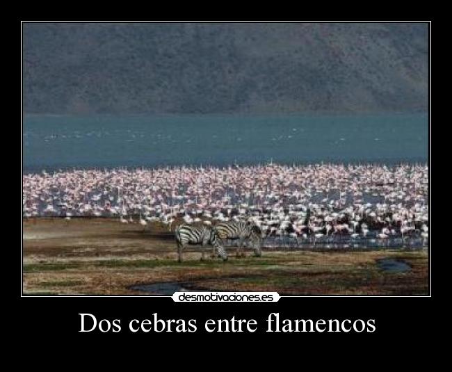 Dos cebras entre flamencos -
