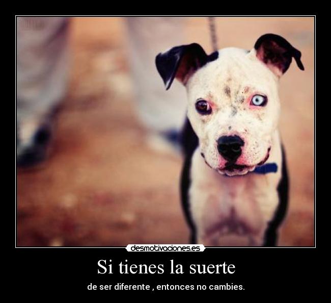 Si tienes la suerte - 