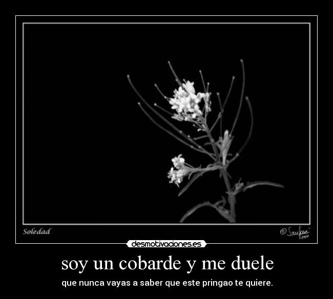 soy un cobarde y me duele - que nunca vayas a saber que este pringao te quiere.