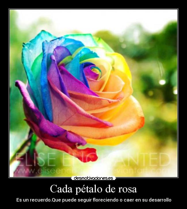 Cada pétalo de rosa - Es un recuerdo.Que puede seguir floreciendo o caer en su desarrollo