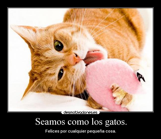 carteles gatos seamos como los gatos felices con cualquier pequena cosa desmotivaciones