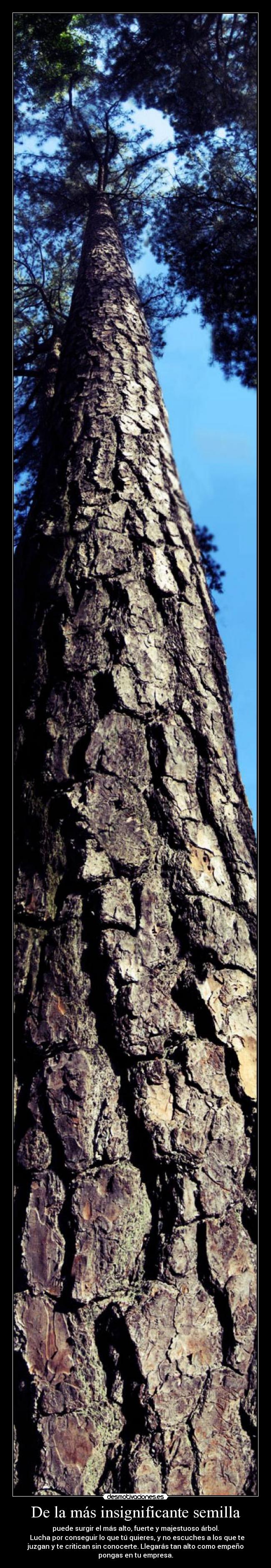 De la más insignificante semilla - puede surgir el más alto, fuerte y majestuoso árbol.
  Lucha por conseguir lo que tú quieres, y no escuches a los que te
juzgan y te critican sin conocerte. Llegarás tan alto como empeño
pongas en tu empresa.