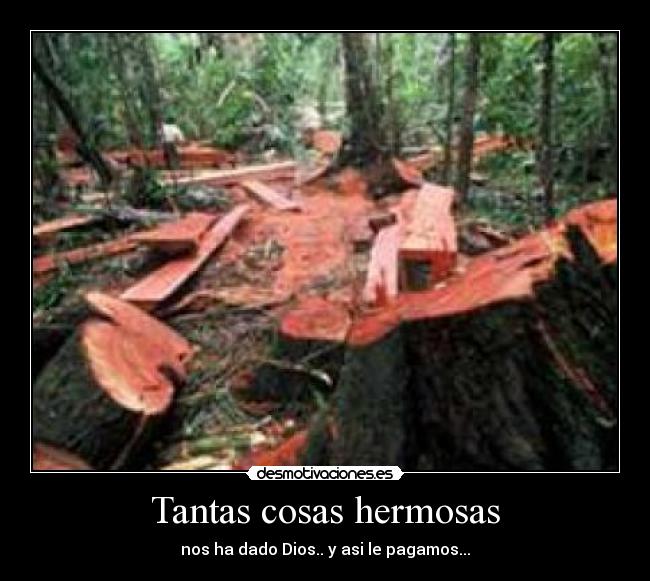 Tantas cosas hermosas - 