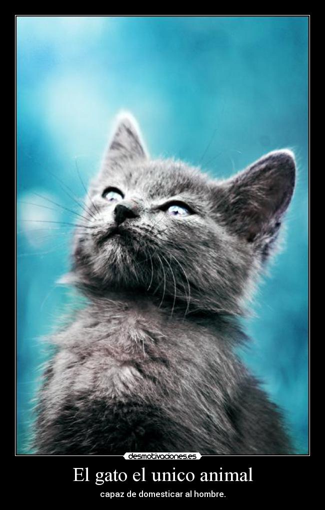 El gato el unico animal - capaz de domesticar al hombre.