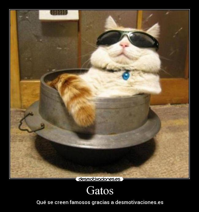 Gatos -