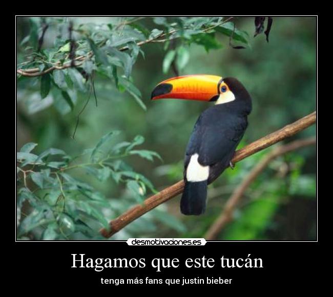 carteles tucan desmotivaciones