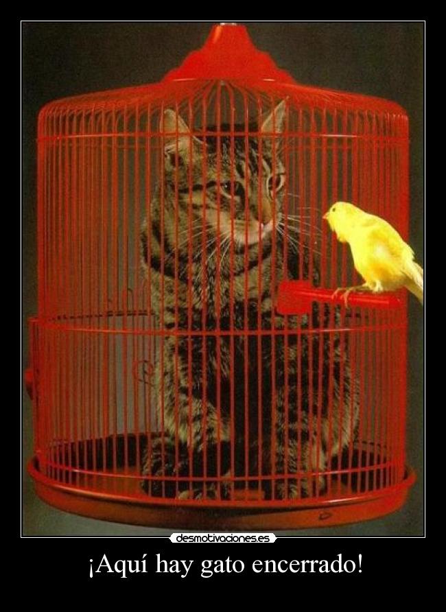 ¡Aquí hay gato encerrado! -