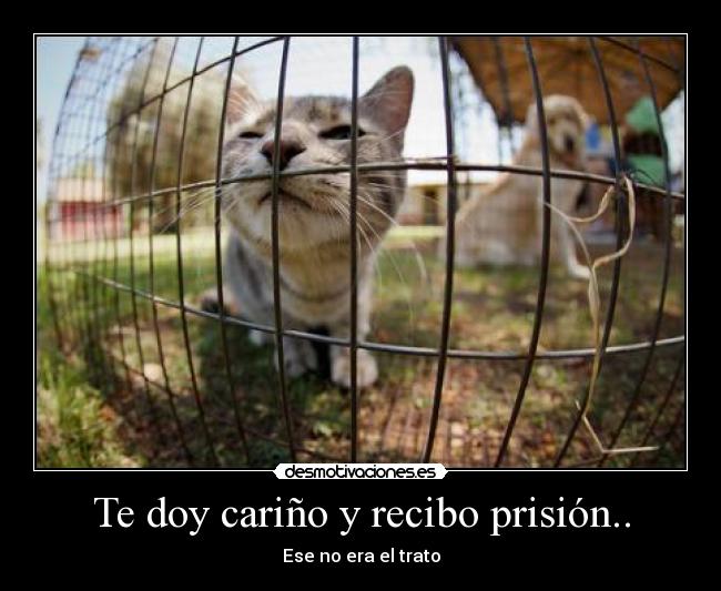 carteles doy carino recibo prision desmotivaciones