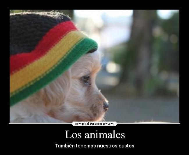 carteles animales los animales desmotivaciones