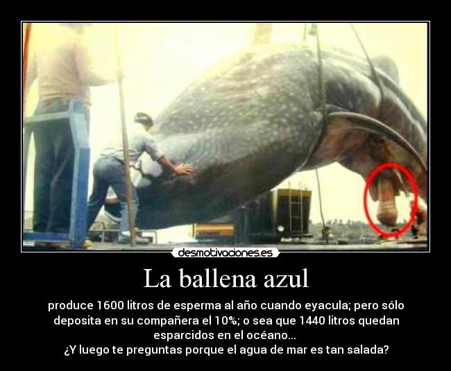 La ballena azul - 